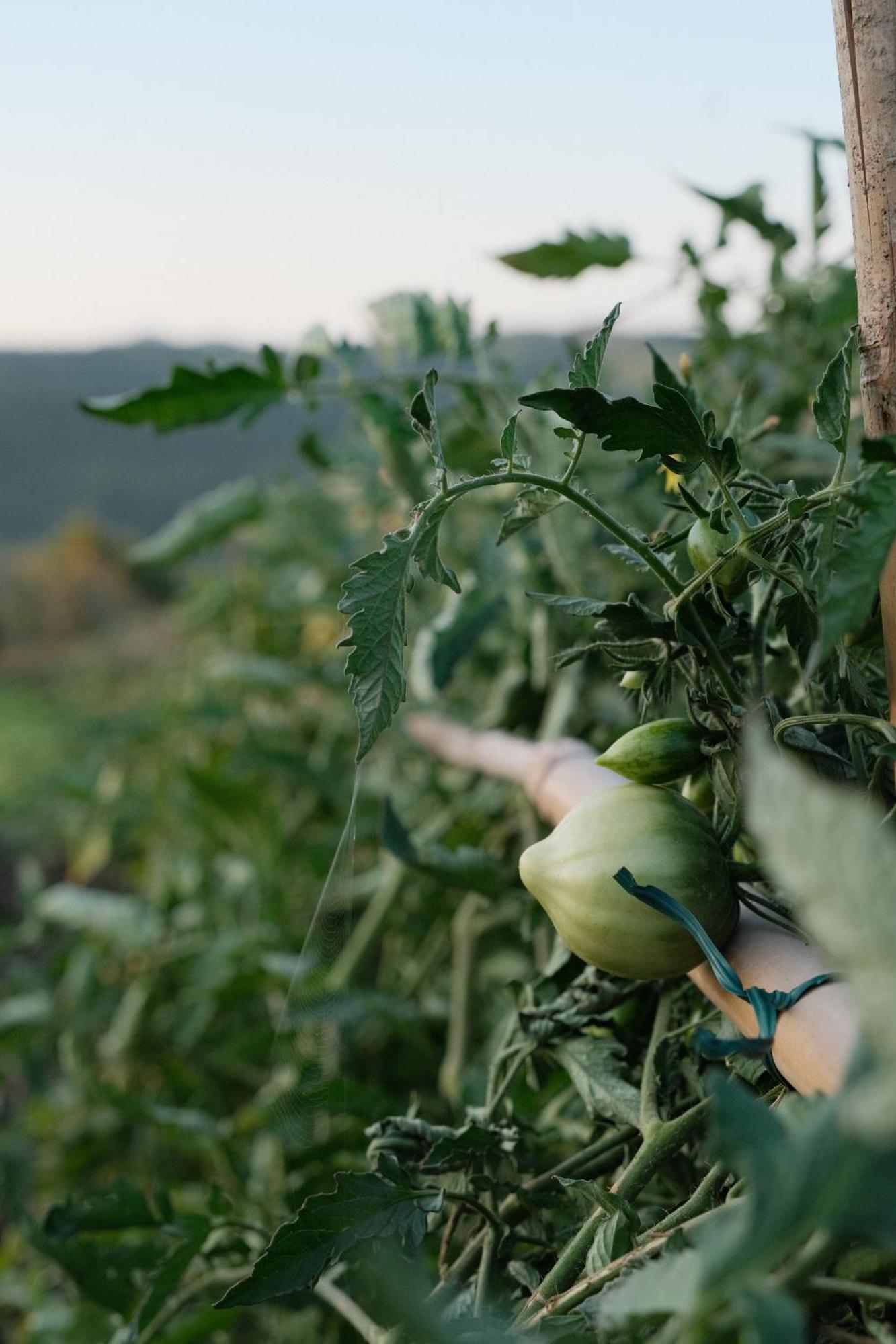 Vin - Wine And Agriturismo Farm stay