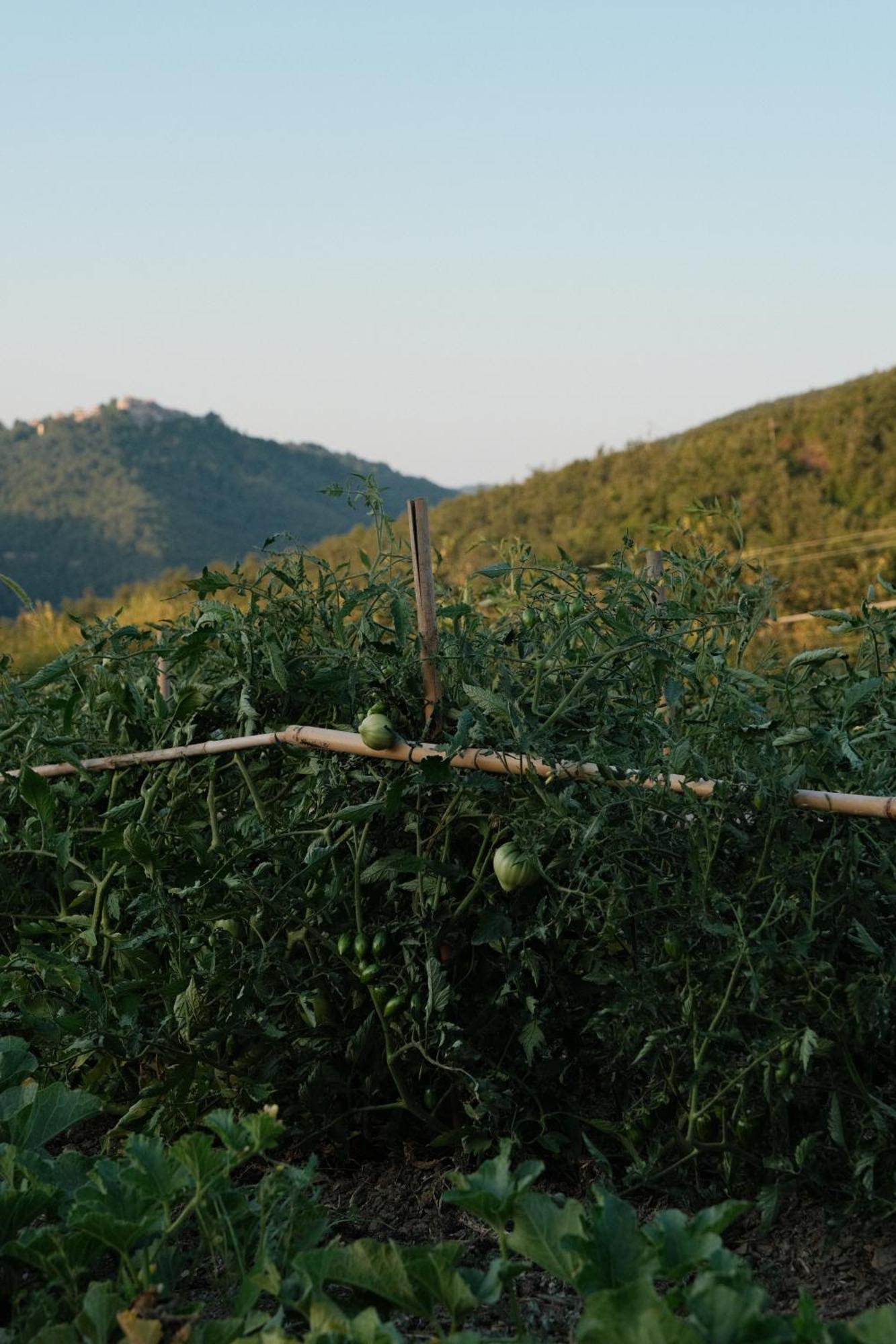 Farm stay Vin - Wine And Agriturismo *